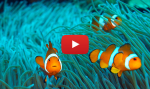 Underwater videos from Bali