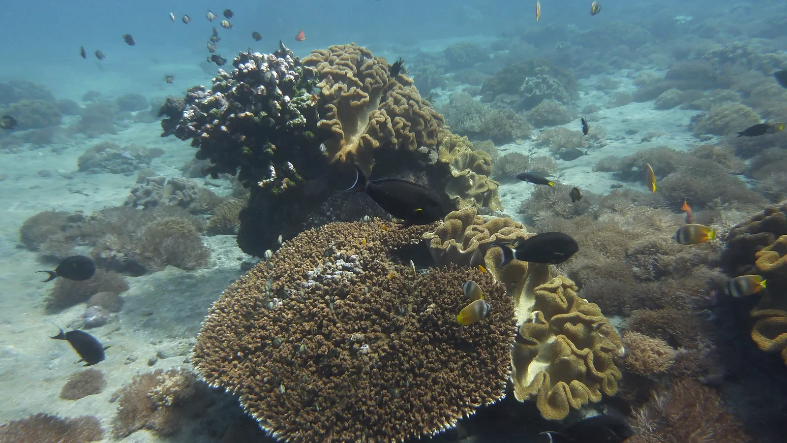 Cover image for the article: Back after a break: your scuba refresher in Padangbai