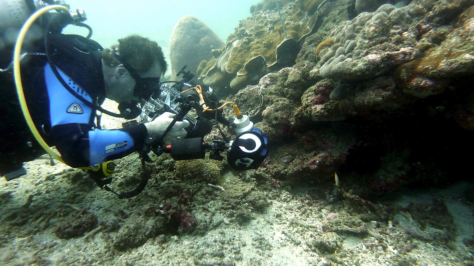 Dive packages with a coherent progression.
