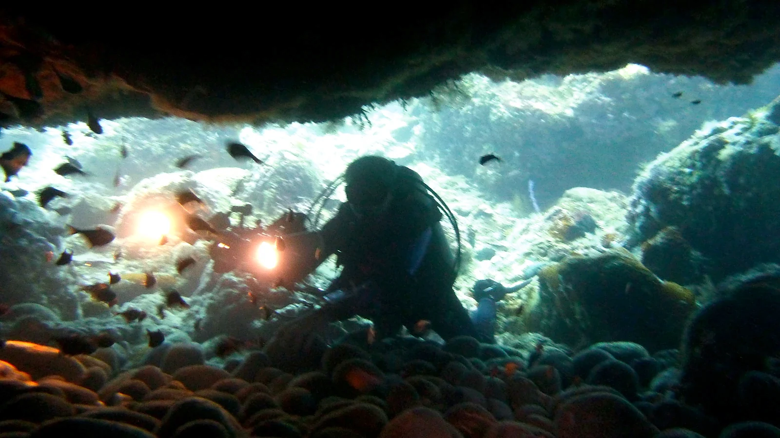 Cover image for the article: PADI Open Water Diver in Bali: The Complete Course Guide