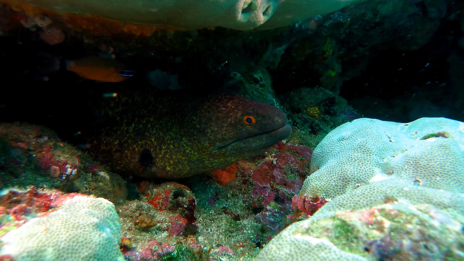 Cover image for the article: Manta Point & Nusa Penida: Safe, Respectful Diving
