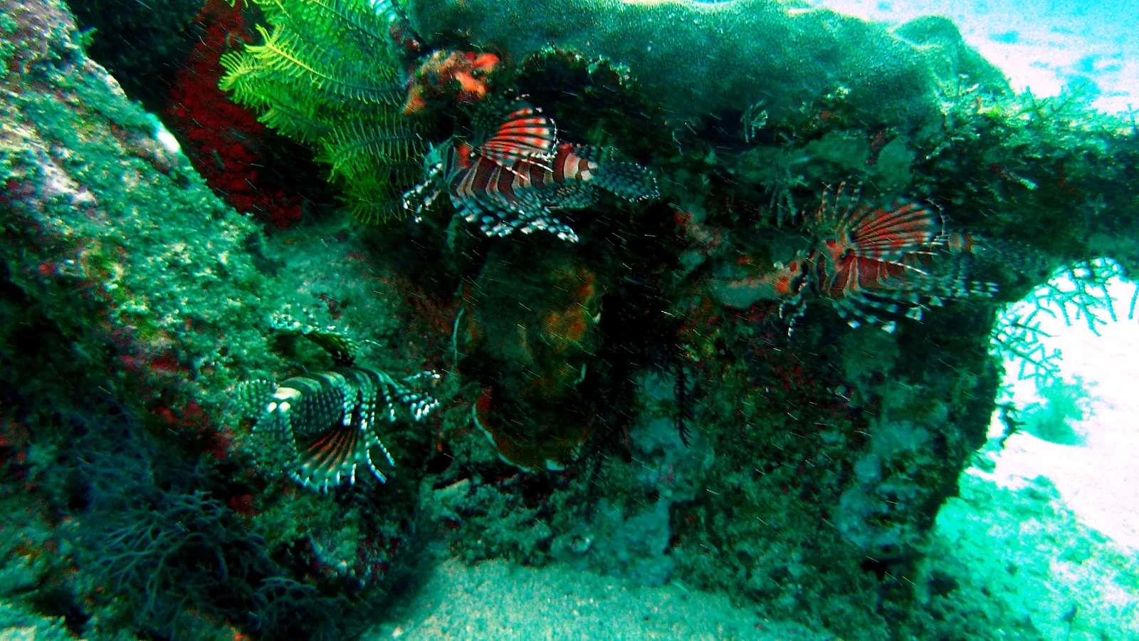 Cover image for the article: Planning a Bali Dive Safari: 7, 10 or 14-Day Routes