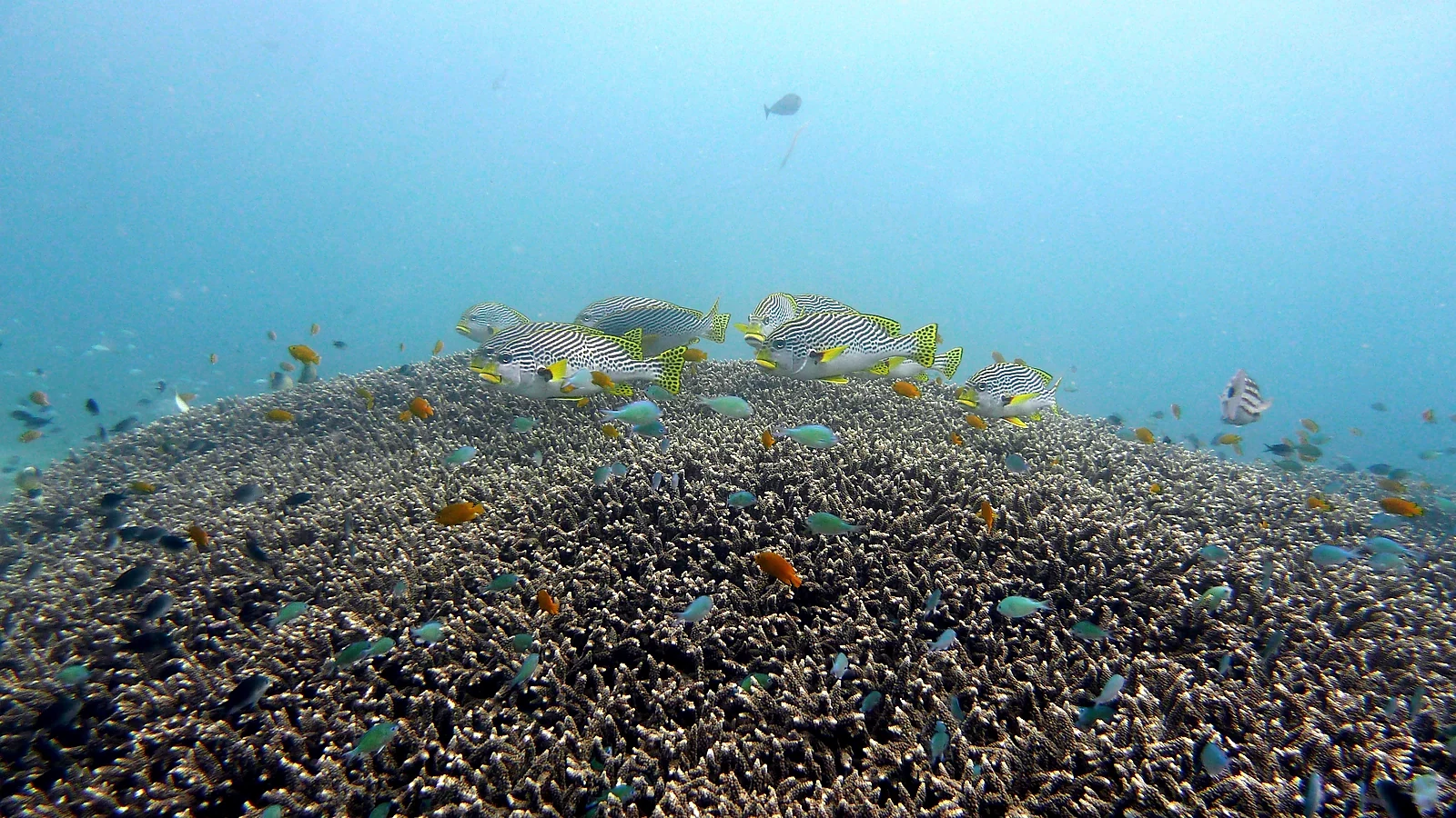 Three weeks in Bali with diving regions, nature and relaxation