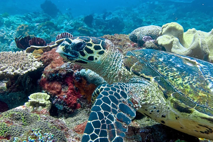 Snorkeling