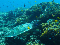The best dive sites in Bali
