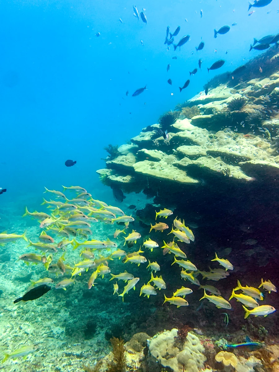 Underwater scenery at Blue Lagoon