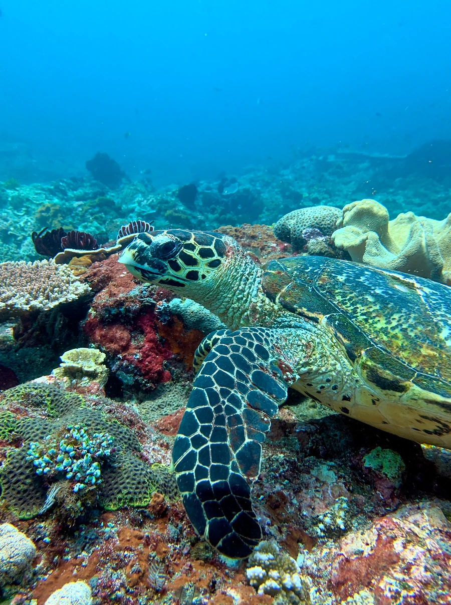 Green sea turtle on the Blue Lagoon reef near Padang Bai