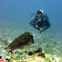 adi-tauchguide-deutsche-tauchschule-bali.jpg