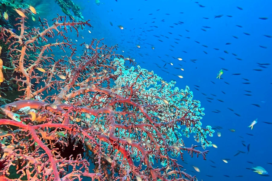Underwater scenery at Alamanda