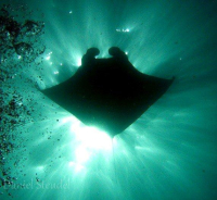 Manta ray