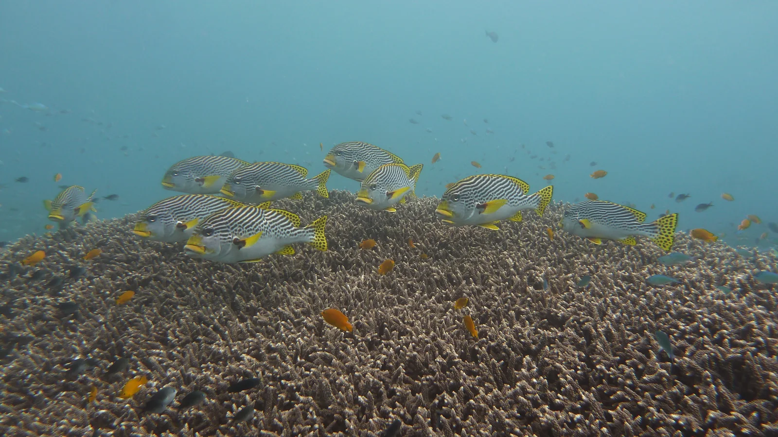 PADI Specialties in Bali