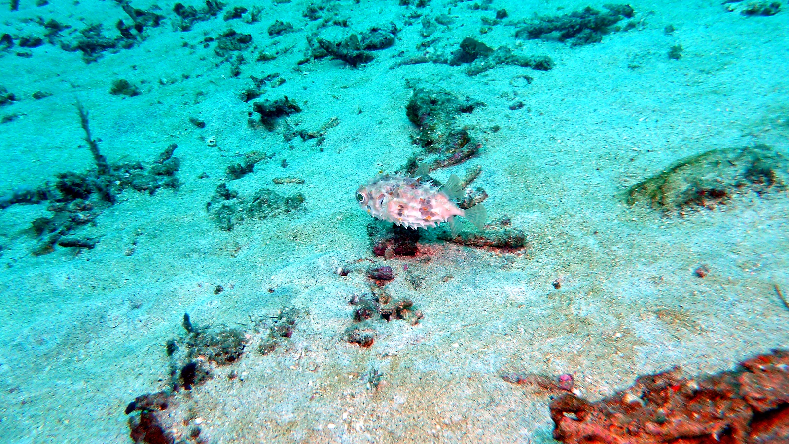 Varied dive sites for beginners and experienced divers.