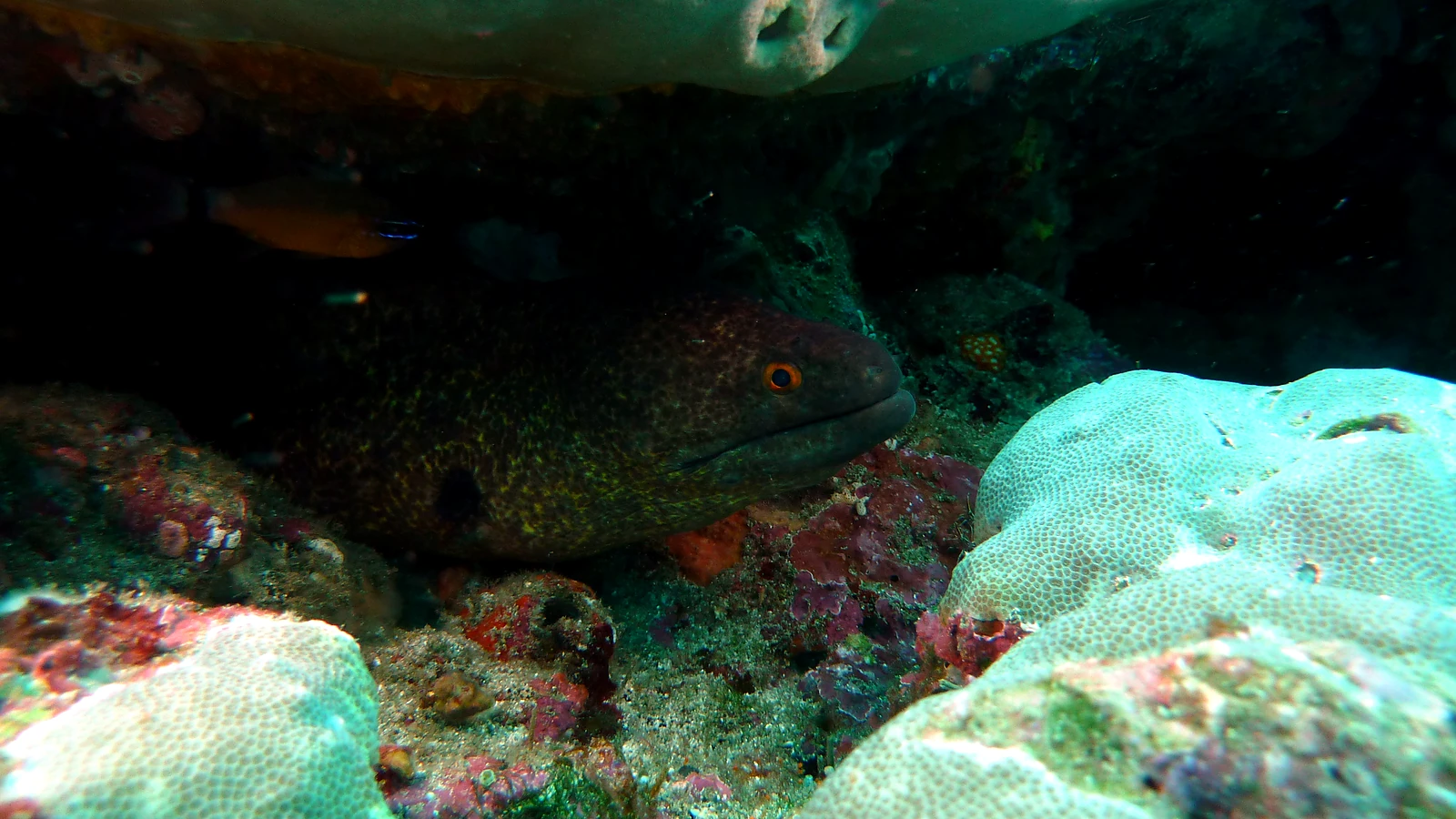 Manta Point & Nusa Penida: Safe, Respectful Diving