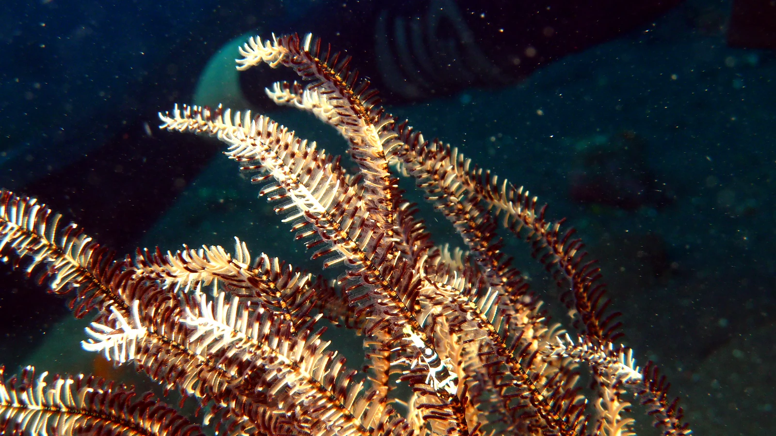 Underwater Photography in Bali: Macro, Wide Angle & Respect