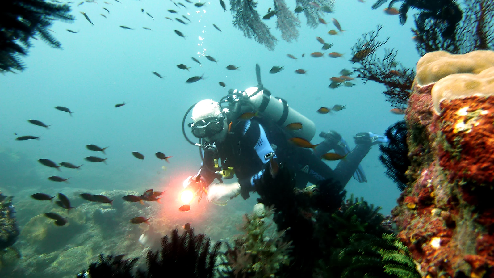Snorkel alongside our dive trips.