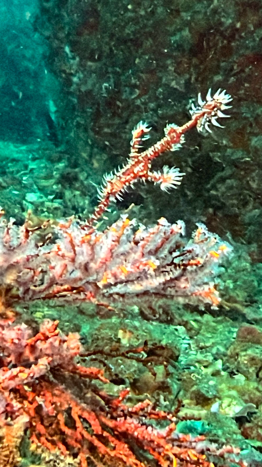 Underwater scenery at Ghost Bay
