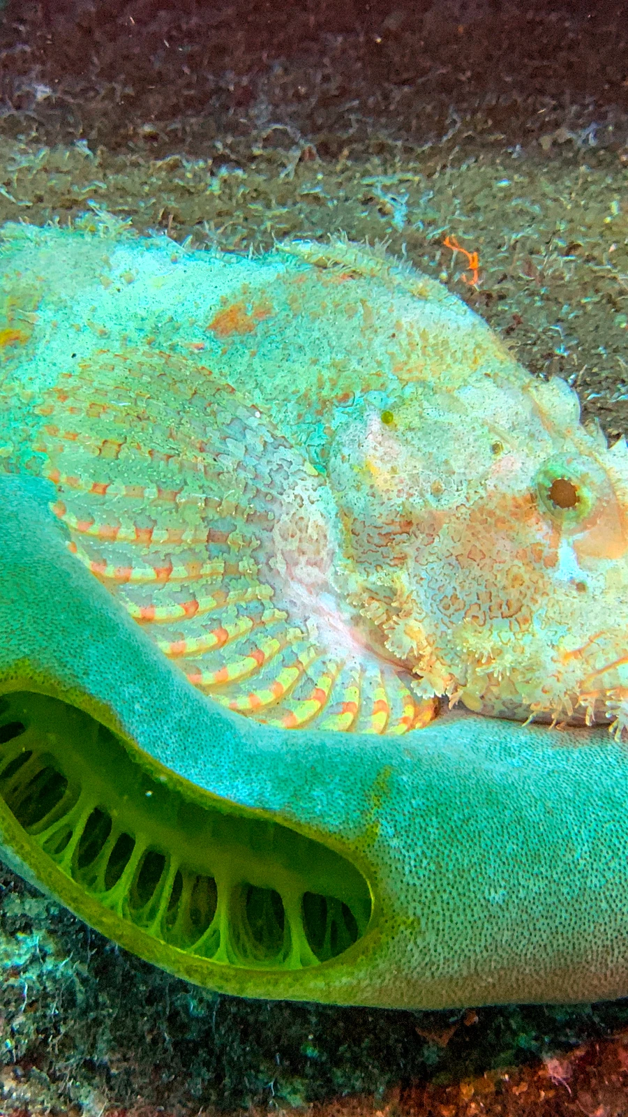 Cuttlefish above dark substrate while diving Padang Bai