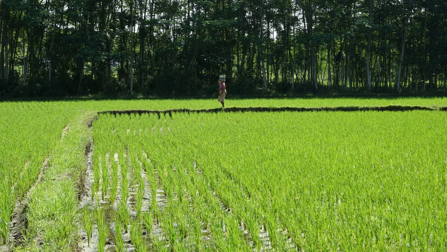 A green rice field in Bali with a path between the plants