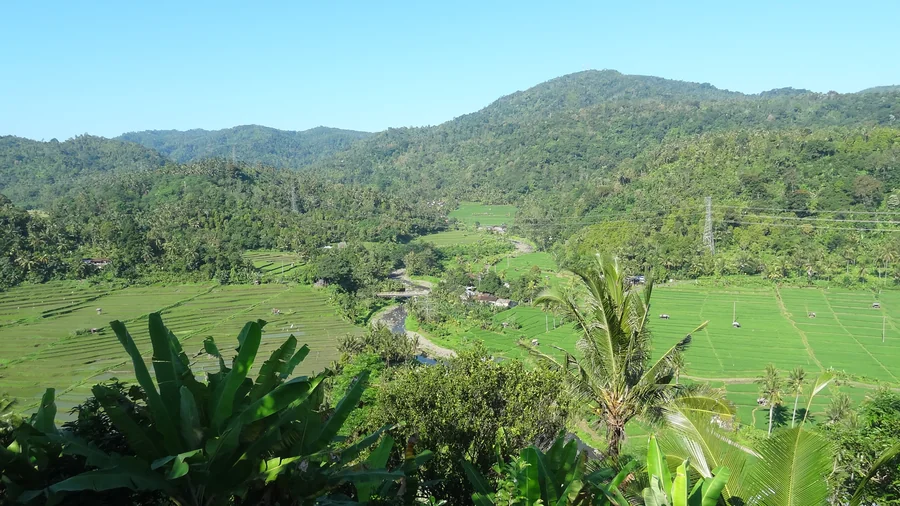 Rice fields, a river and palms between green hills in Bali