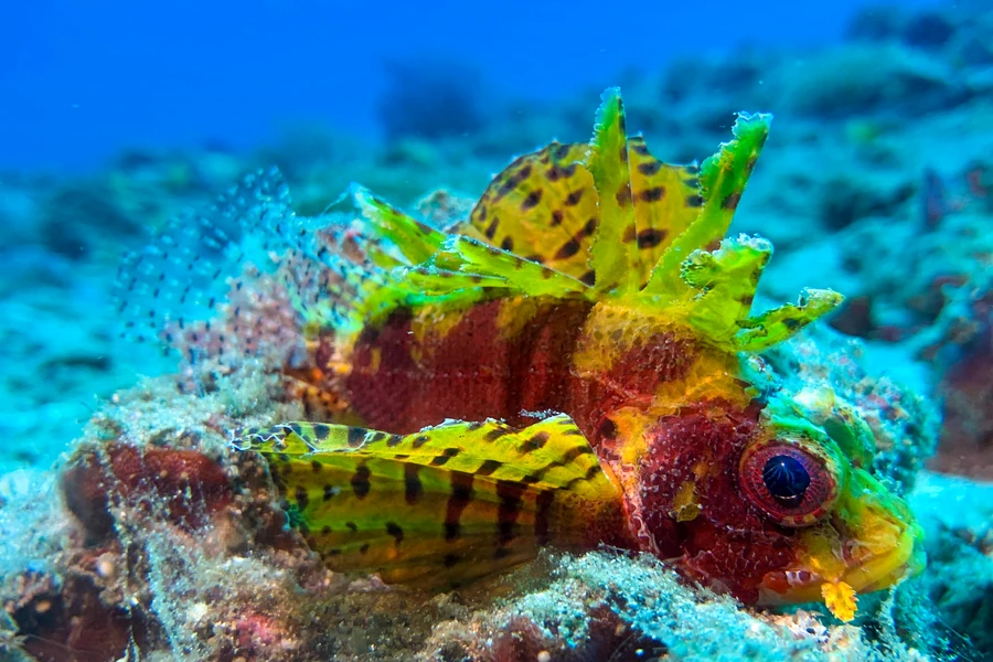 Underwater scenery at Mandarin Point