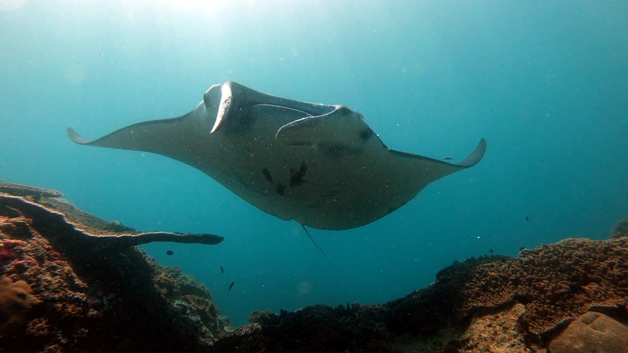 Manta Point