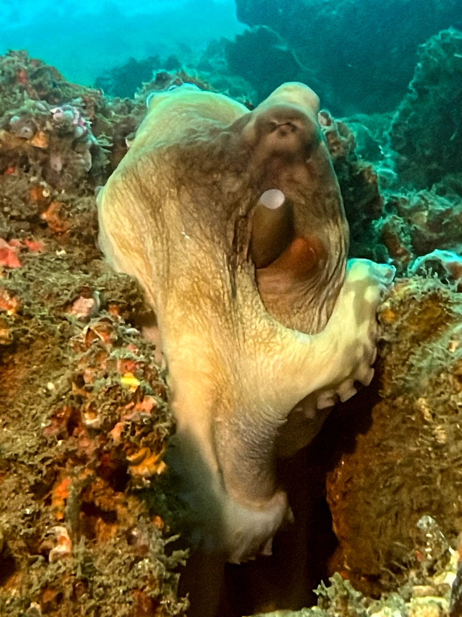 Octopus on a reef during a Bali dive