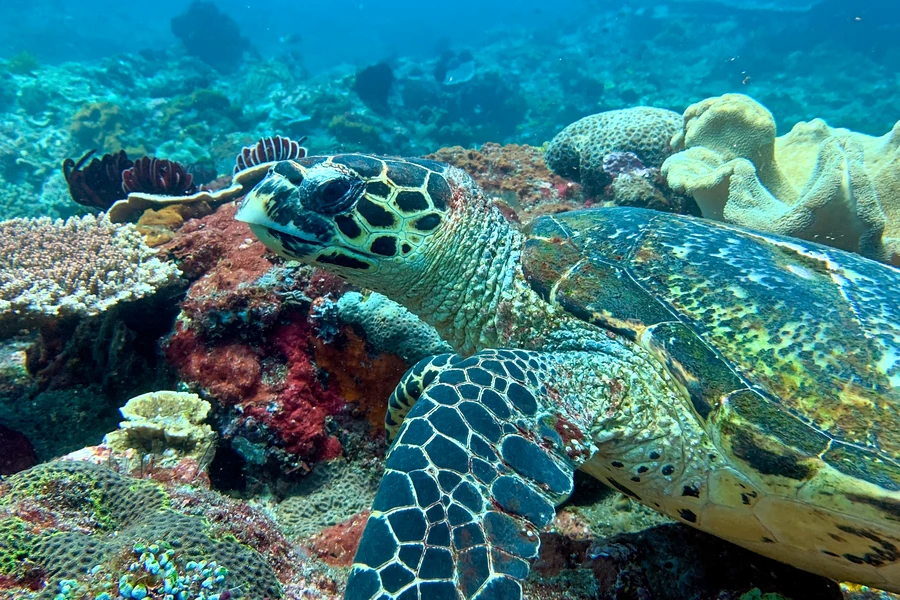 Sea turtle as a shared wish for divers and snorkelers