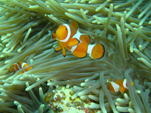 Clownfisch