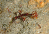 Ghost Pipefish