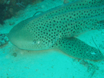 Leopard shark