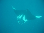 Manta Ray Point