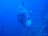 Mola