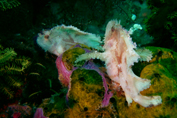 Leaf_fish